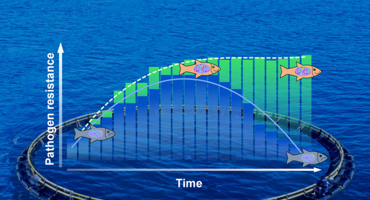 Antiparasitic approaches and strategies in European aquaculture, with emphasis on Mediterranean marine finfish farming: Present scenarios and future visions