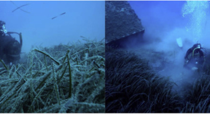 Seagrass recovery after fish farm relocation in the eastern Mediterranean