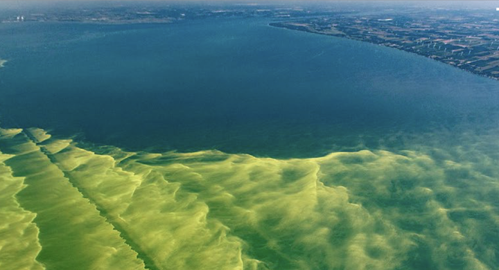 Harmful Algal Blooms: Understanding the Threat and the Actions Being Taken to Address It
