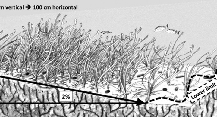 Dynamic of Posidonia oceanica seagrass meadows in the northwestern Mediterranean: Could climate change be to blame?