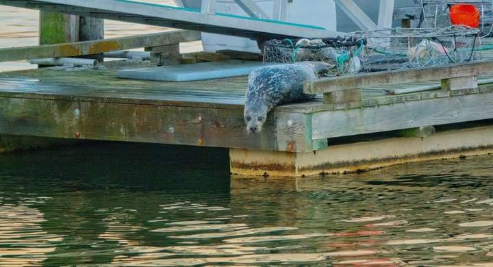 Marine Mammal Impacts