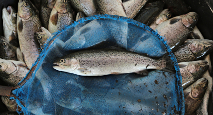 Bucket of fish with a single fish in blue net above