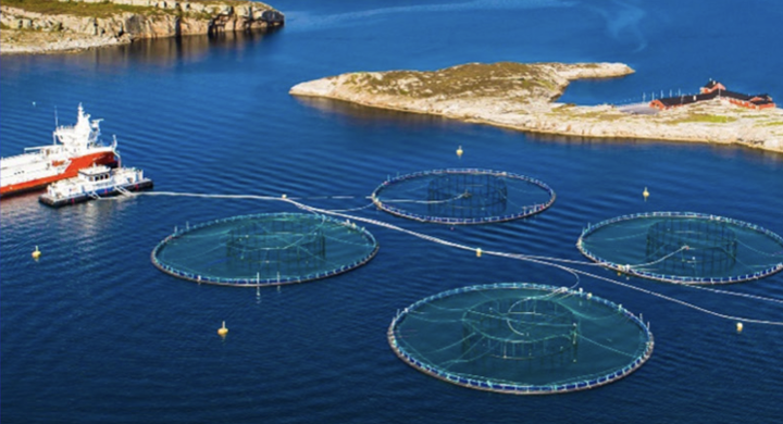 A Growing Appetite for Taxing Aquaculture