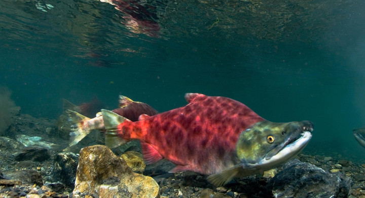 Phasing out open net-pen salmon farming in British Columbia