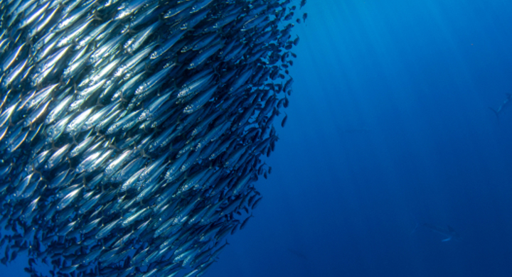 Up to 20% of wild fish are used as feed to produce a much smaller quantity of farmed fish, 