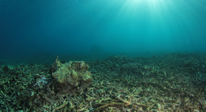 Biodiversity Loss