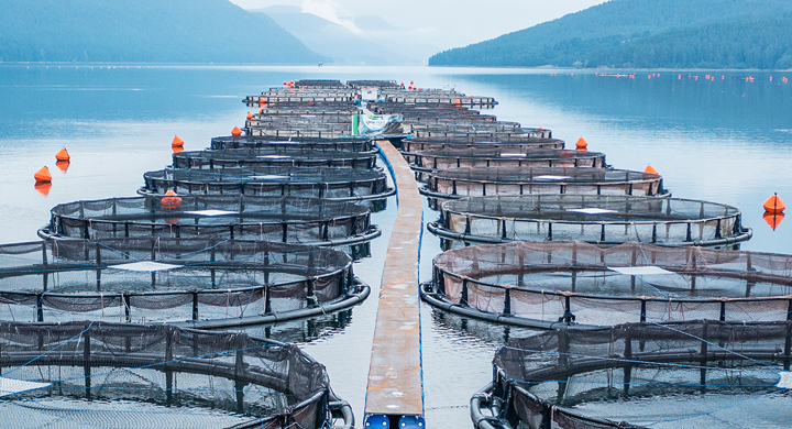 Why aquaculture may not conserve wild fish
