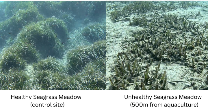 Explore Environmental Impacts: Seagrass 