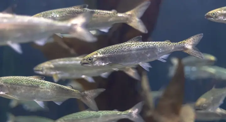 Salmon Farms Are Depriving Local Communities of Their Catch