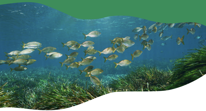 How to improve the link between the Common Fisheries Policy
and the Nature Restoration Law proposal?