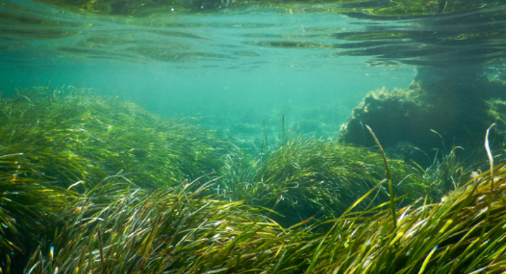 Carnivorous fish farms also pose a critical threat to Posidonia meadows