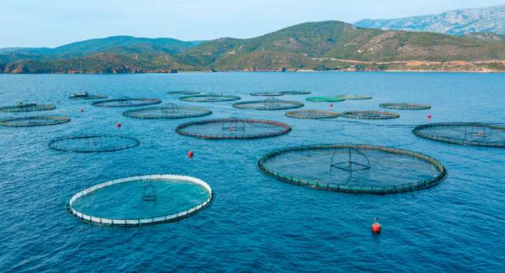 Industrial-scale carnivorous fish farms are environmentally destructive