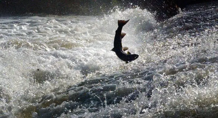 Wild Atlantic salmon at risk of extinction amid ‘devastating’ decline