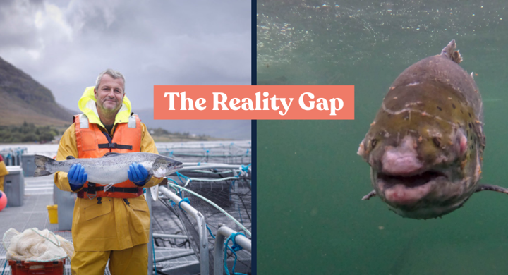 The reality gap: An examination of Scottish farmed salmon