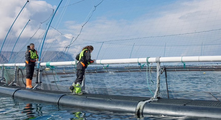 Arnarlax license for a 10,000-tonne salmon site revoked in Iceland