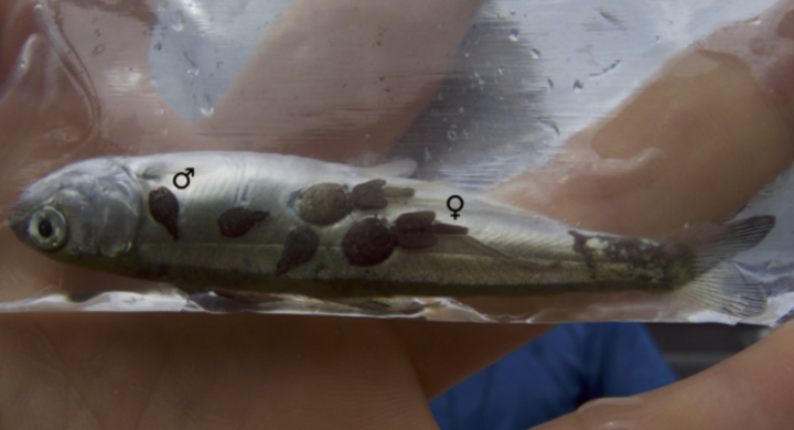 Pathogens from salmon aquaculture in relation to conservation of wild Pacific salmon in Canada
