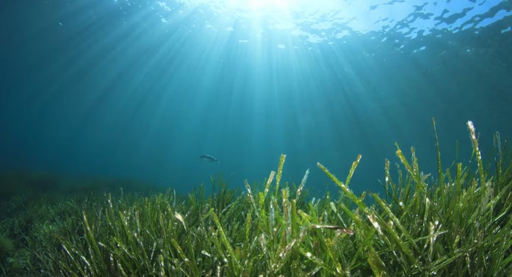 Oxford study finds lasting impacts of aquaculture on Greek seagrass
