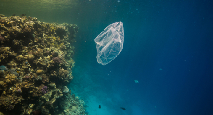 Carnivorous fish farms leave large amounts of microplastics and other debris in the water. 