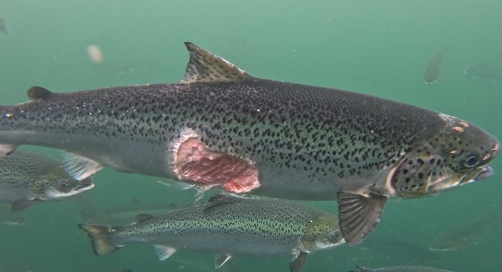 Sea Lice & Disease